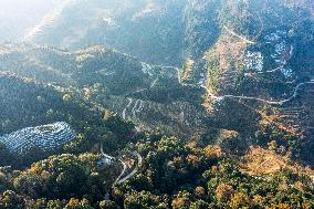 Trees Crown With Film in Congjiang