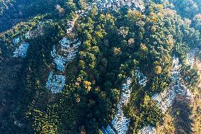 Trees Crown With Film in Congjiang