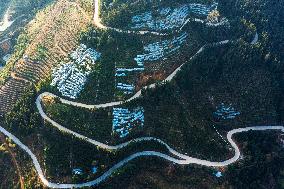 Trees Crown With Film in Congjiang