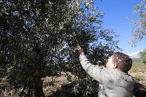 Olive Harvest Season In Bouira, Algeria