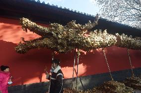 Falling Leaf Dragon in Hanghzou