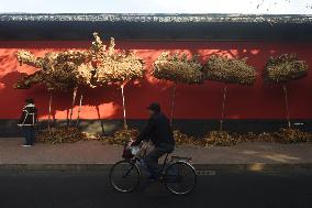 Falling Leaf Dragon in Hanghzou