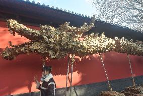 Falling Leaf Dragon in Hanghzou