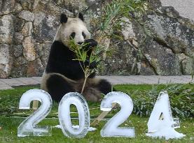 Giant panda ahead of New Year