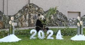 Giant panda ahead of New Year