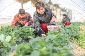 A Strawberry Planting Base in Huzhou