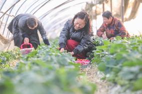 A Strawberry Planting Base in Huzhou