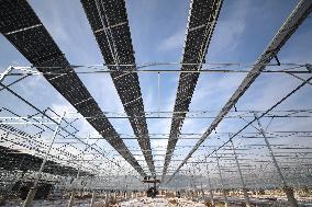 Ecological Agriculture Photovoltaic Industry