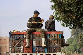 Orange Harvest In Toukh Village, Qalyubia