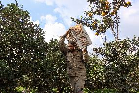 Orange Harvest In Toukh Village, Qalyubia