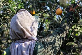 Orange Harvest In Toukh Village, Qalyubia