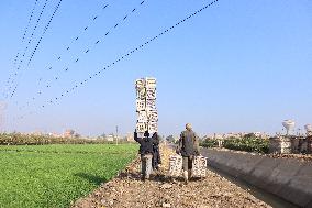 Orange Harvest In Toukh Village, Qalyubia