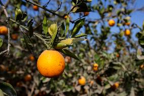 Orange Harvest In Egypt