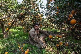 Orange Harvest In Egypt