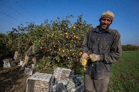 Orange Harvest In Egypt