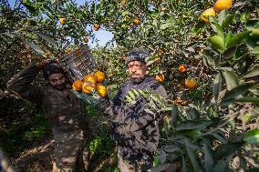 Orange Harvest In Egypt