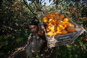 Orange Harvest In Egypt