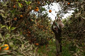 Orange Harvest In Egypt