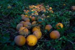 Orange Harvest In Toukh Village, Qalyubia