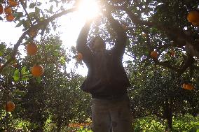 Orange Harvest In Toukh Village, Qalyubia