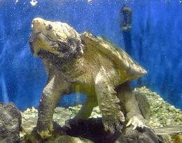 Alligator snapping turtle at Mie Pref. aquarium