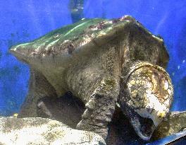 Alligator snapping turtle at Mie Pref. aquarium