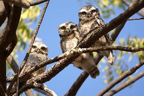 Owls Resting On A Tree Branch - India