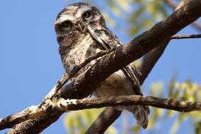 Owls Resting On A Tree Branch - India