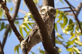 Owls Resting On A Tree Branch - India