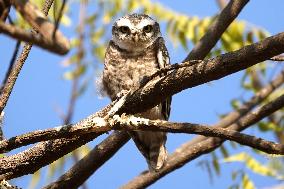 Owls Resting On A Tree Branch - India