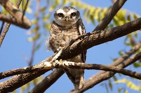 Owls Resting On A Tree Branch - India