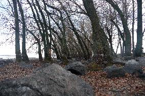 Trees in Cherkasy park after shallowing of Kremenchuk reservoir