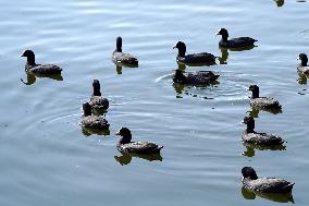 Migratory Birds Inside The Lake In Ajmer