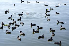 Migratory Birds Inside The Lake In Ajmer