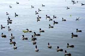 Migratory Birds Inside The Lake In Ajmer