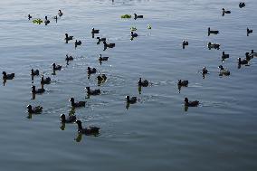 Migratory Birds Inside The Lake In Ajmer