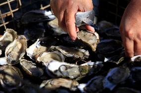 Oysters In Arcachon Bay Temporarily Banned - France