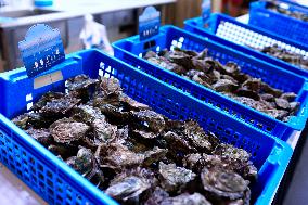 Oysters In Arcachon Bay Temporarily Banned - France