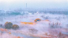 Heavy Fog in Hongze Lake Wetland