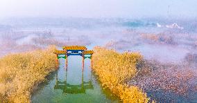 Heavy Fog in Hongze Lake Wetland