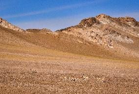 CHINA-XINJIANG-ALTUN MOUNTAINS-TIBETAN ANTELOPE-MATING SEASON (CN)