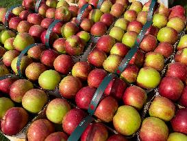 Apple Festival In Markham