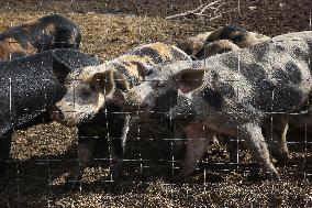 Pig Farm In Canada