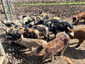 Pig Farm In Canada