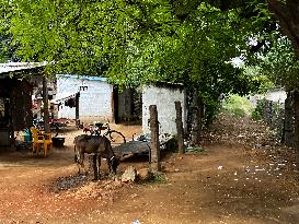 Daily Life In Nilakkottai