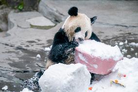 Giant Panda in Chongqing Zoo