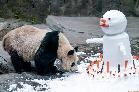 Giant Panda in Chongqing Zoo