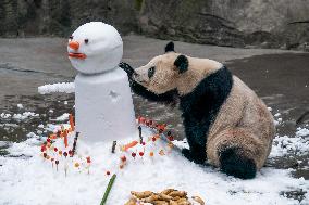 Giant Panda in Chongqing Zoo