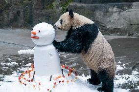 Giant Panda in Chongqing Zoo