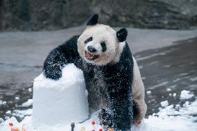 Giant Panda in Chongqing Zoo